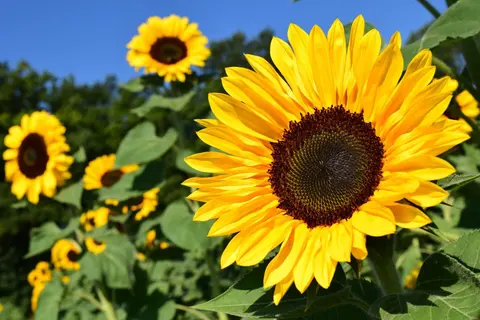 1663662388_sunflower_gd5feb3378_1920_1__41sC