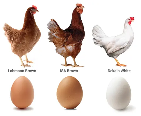 3xhen-breeds-eggs-730x600_78Z-