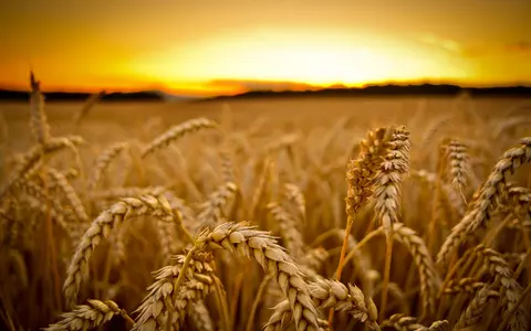 GM-Wheat_11Kp