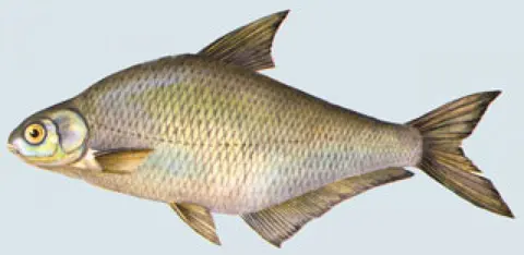 Fishland — снимка 6 от сайта на фирмата