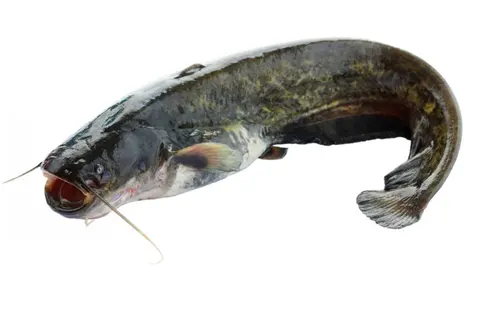 Fishland — снимка 10 от сайта на фирмата