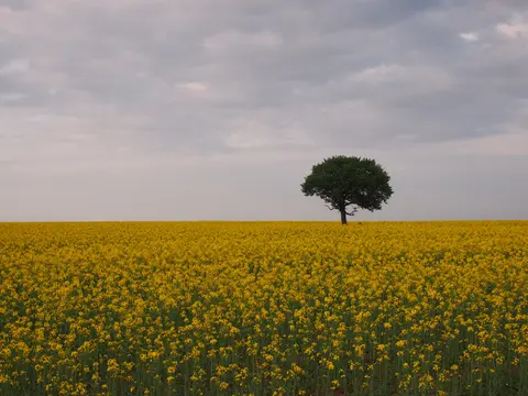 АГРО КП ЕООД — снимка 8 от сайта на фирмата