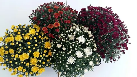 Цветна градина НЕЛБО ЕООД — снимка 7 от сайта на фирмата