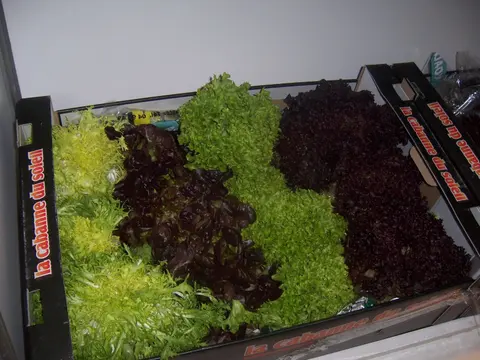 Българската Асоциация на Производителите на Оранжерийна Продукция — снимка 4 от сайта на фирмата