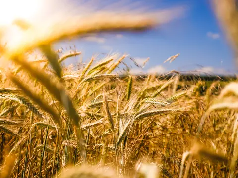 АГРОНИК / Agronik - Изкупуване на зърно и зърнопреработка Ямбол — снимка 2 от сайта на фирмата