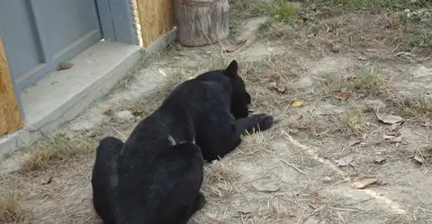 Varna Zoo — снимка 4 от сайта на фирмата