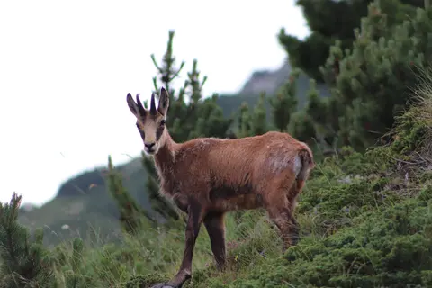 Rila National Park — снимка 2 от сайта на фирмата