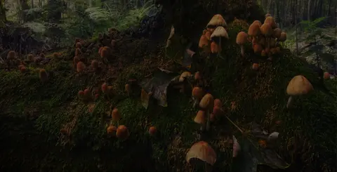 Богалита Трейд ЕООД Mushrooms Center — снимка 1 от сайта на фирмата