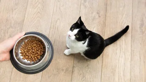 Пурина /нестле/ — снимка 7 от сайта на фирмата