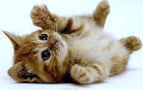 izteglenfayl_-Ymm
