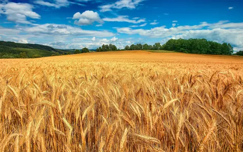 kartinki24_field_0027_NhrP