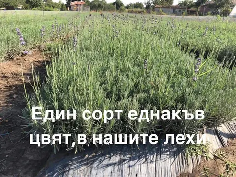 mobile_file_2019-10-04_08-15-01(4)_9O3P