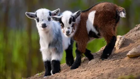 sn-goats-1280x720_SRVX