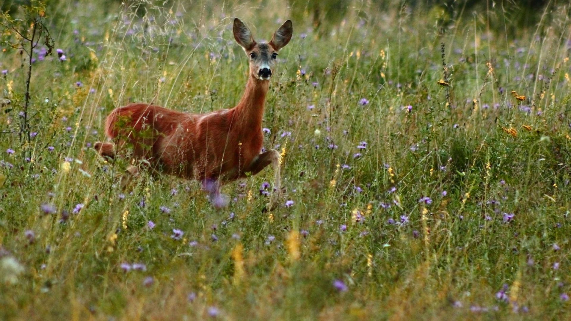 Еко комплекс Шерба Гроздьово 30957