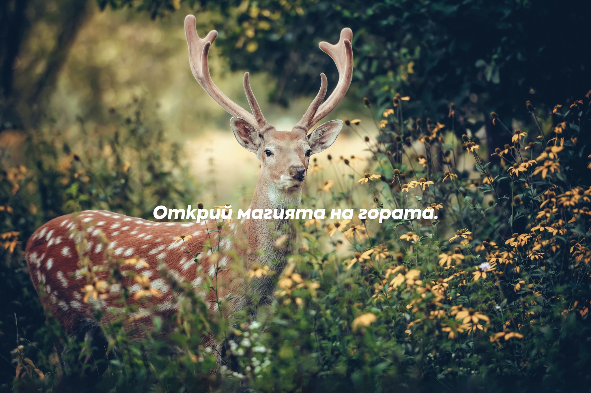 Еко-Комплекс Шерба 30700