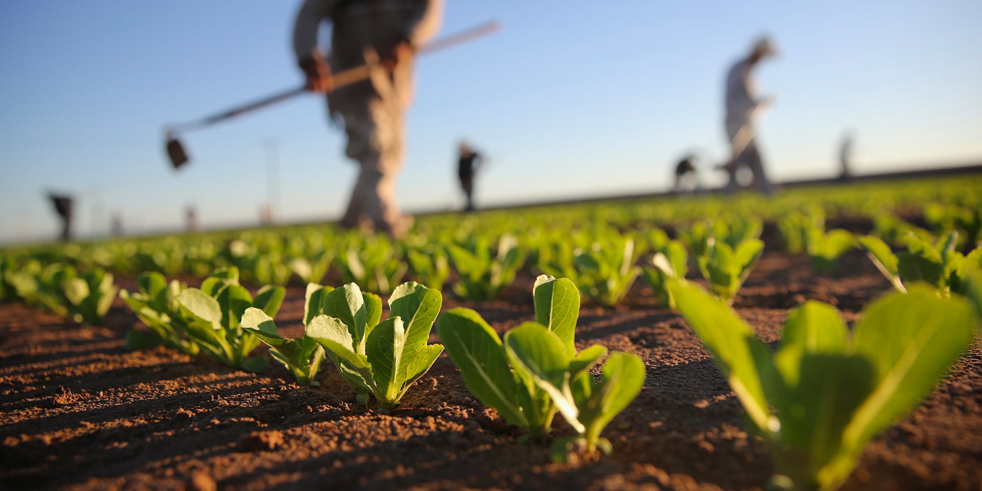 Българската Асоциация на Производителите на Оранжерийна Продукция 23669