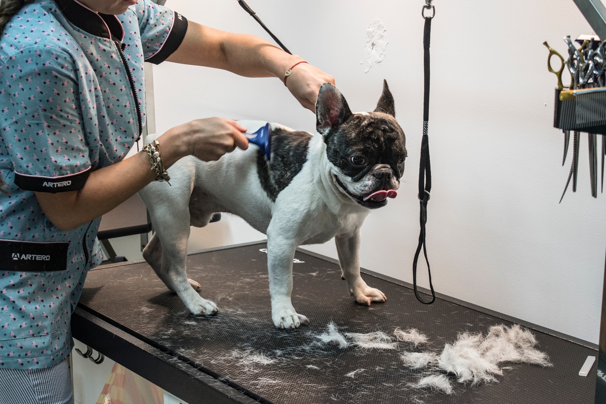 Grooming Студентски град - My Beauty Dog 30667