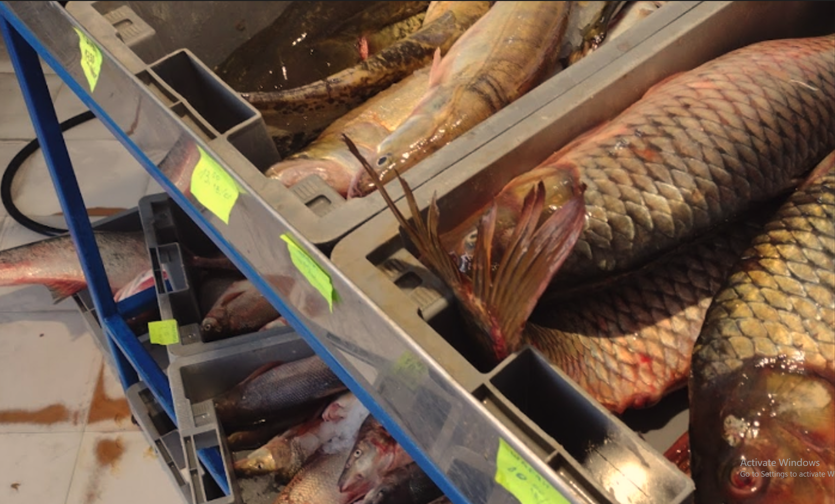 Рибна борса Тутракан - Прясна риба Тутракан 27808