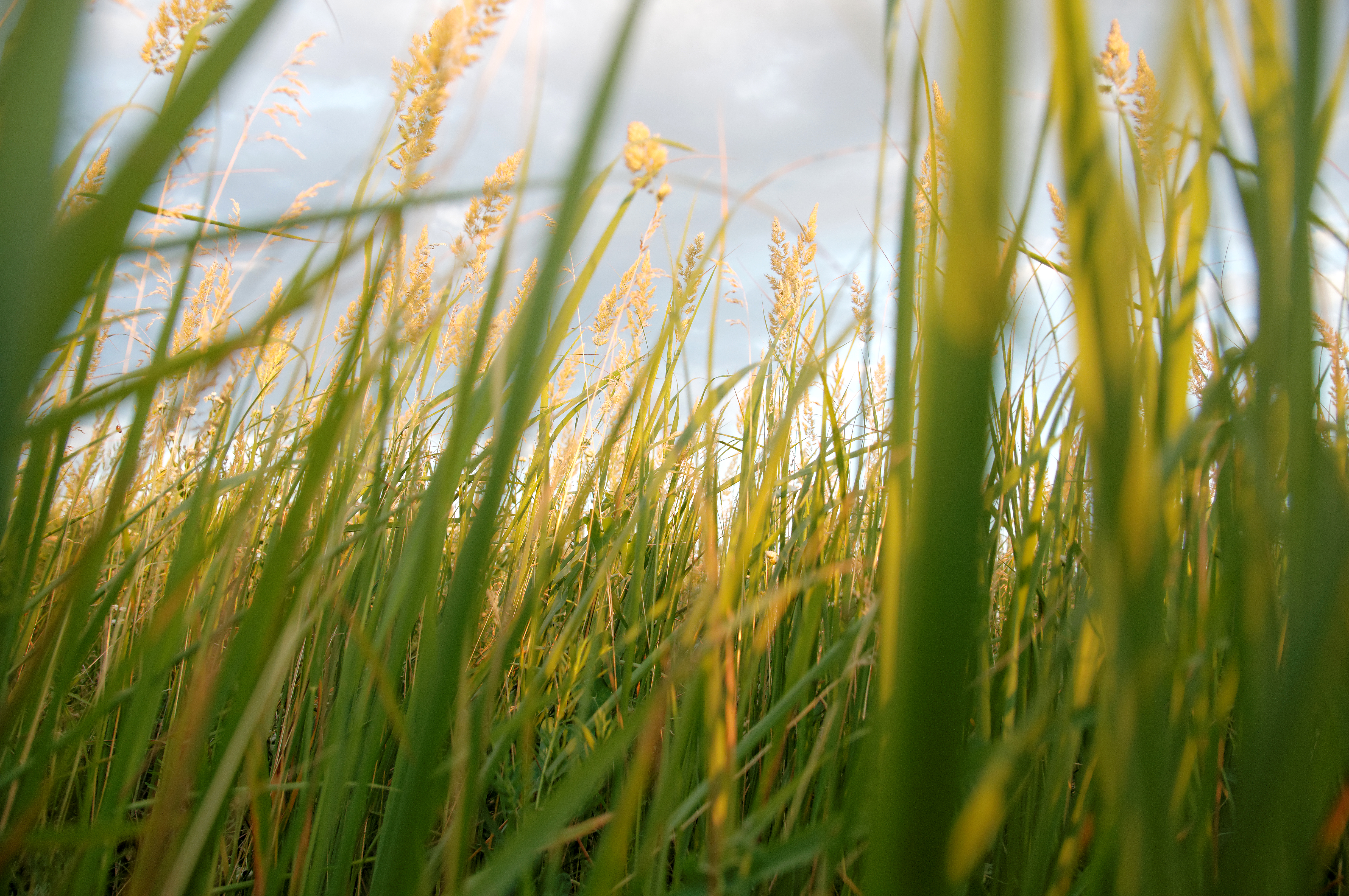 ЗП СТОЯН НАНКОВ ШИШКОВ - Село Найден Герово 28962