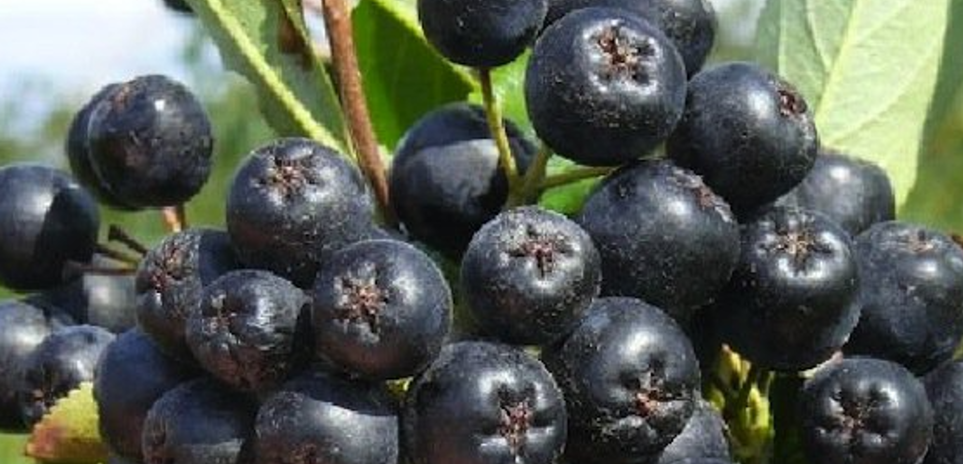 ЗП Албен Здравков Башов 29754