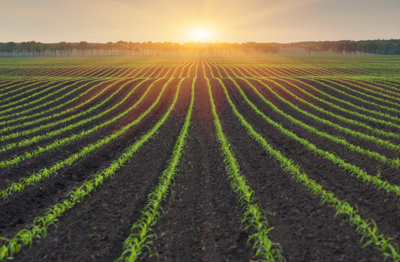 Земеделска кооперация Опака Кооперация Прогрес 94 31013