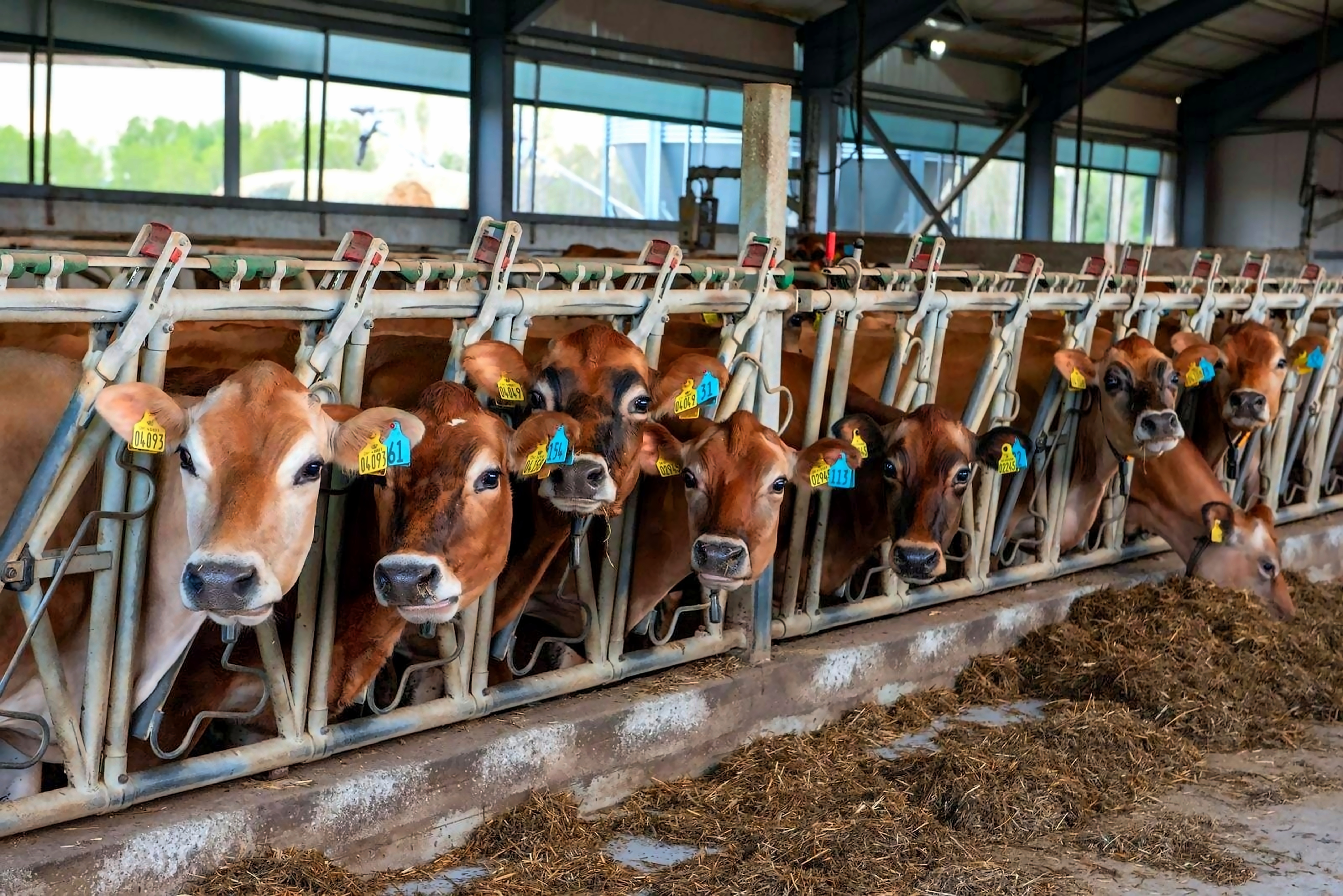 Производство на млечни продукти Момково Сакар Екстра Милк 31176