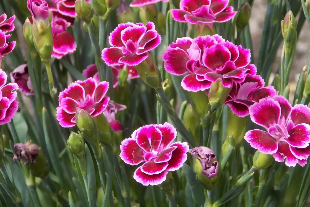 Траурна агенция Исперих Беко С 31093