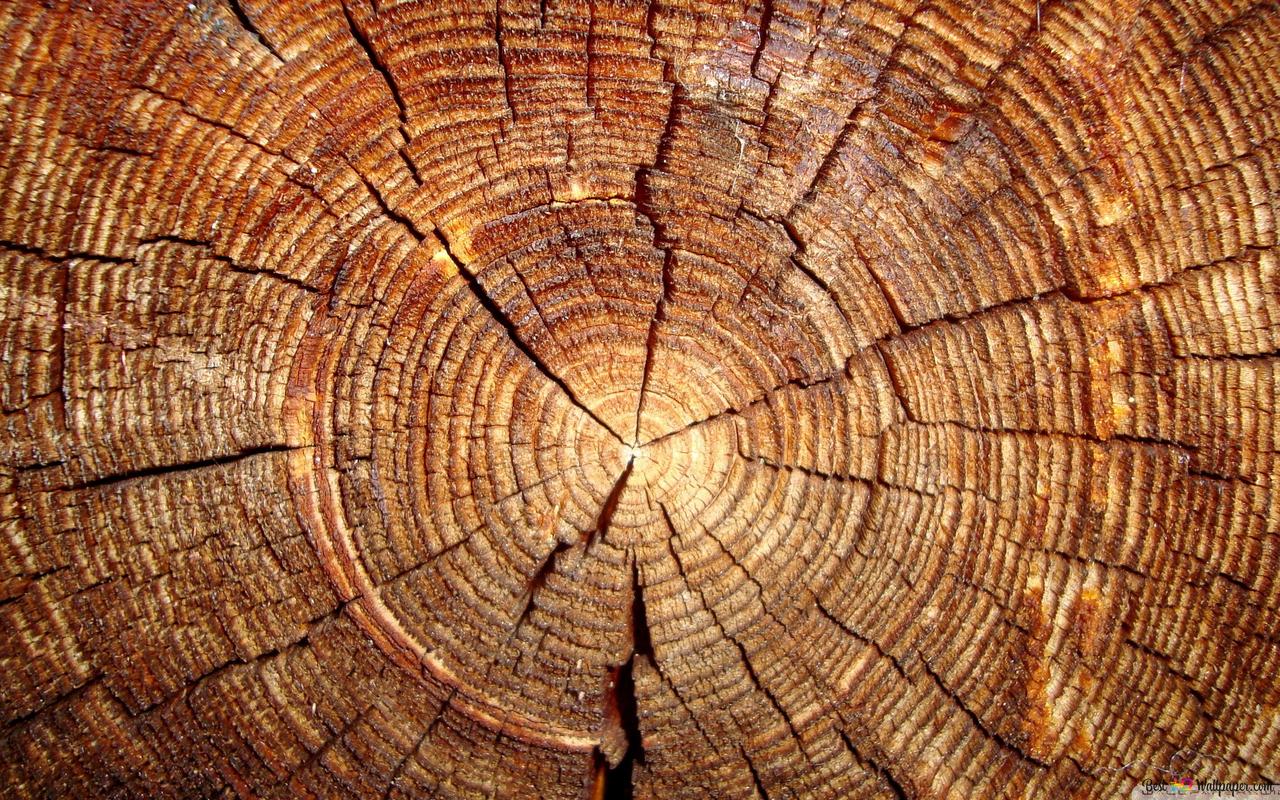 Дърва за огрев Костандово Крим Лес ЕООД 31018