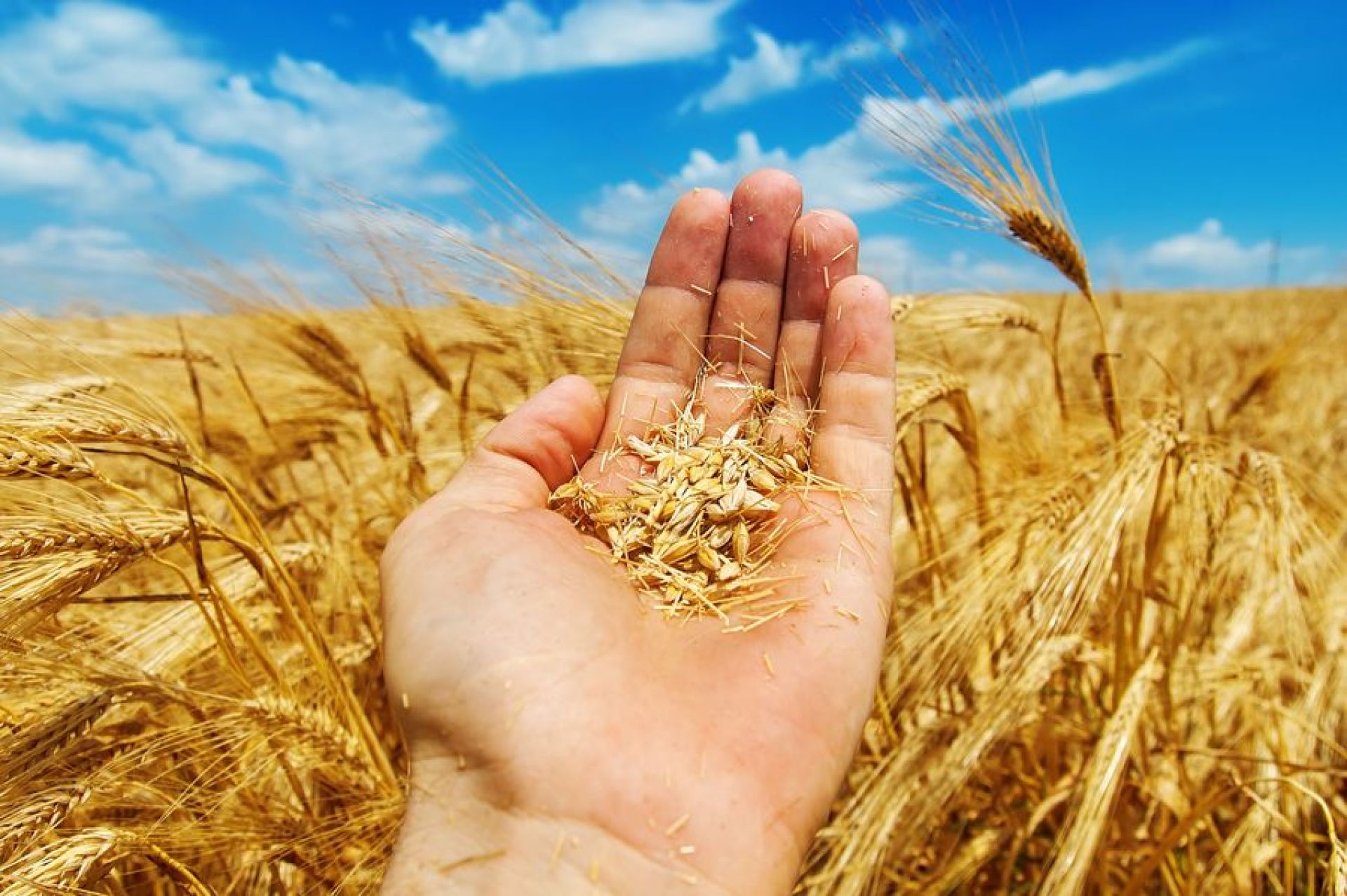 Работа пшеничное. Агроном в поле пшеницы. Агроном пшеница. Хлеб в руках на пшеничном поле. Поле зерна.