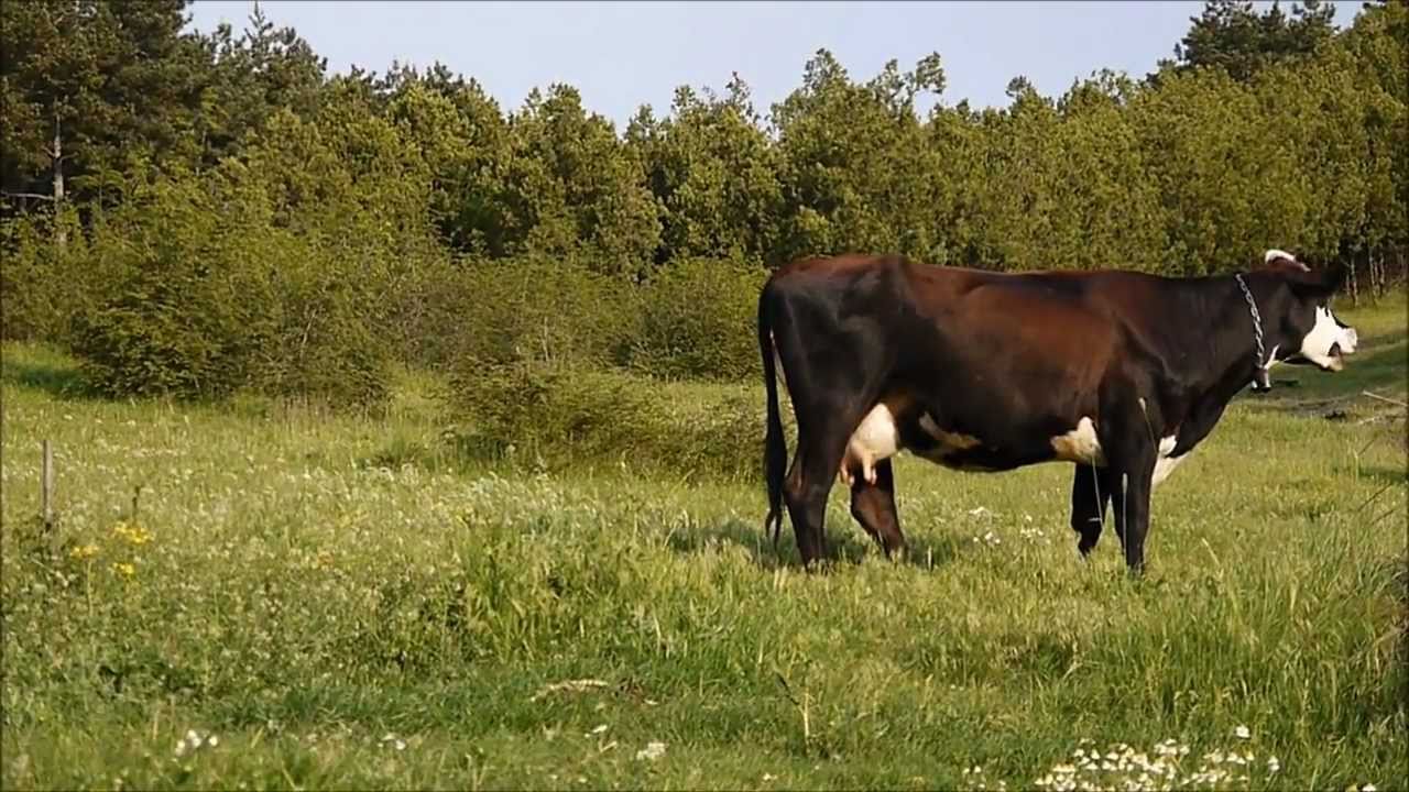 Дари Димитров Борисов