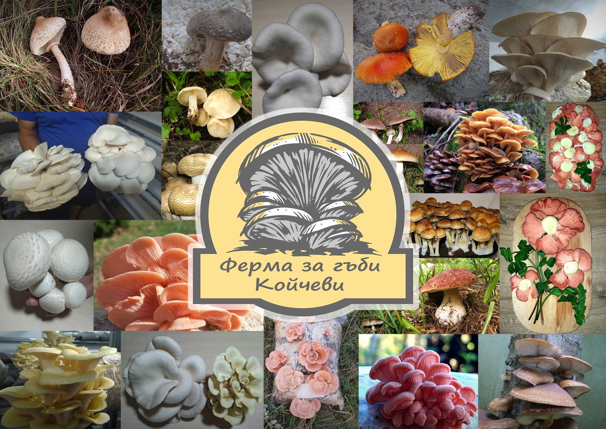  Ферма за гъби Койчеви - Кладница и ферма за гъби Велико Търново