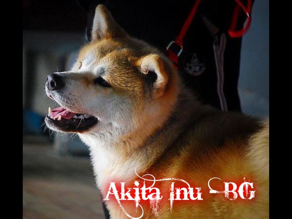 Развъдник за Акита Ину и Шиба Ину Akita Bagatur Ken