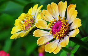 ZP STOYaN NANKOV ShIShKOV - Selo Nayden Gerovo