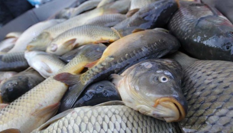 TROUT FARM EOOD