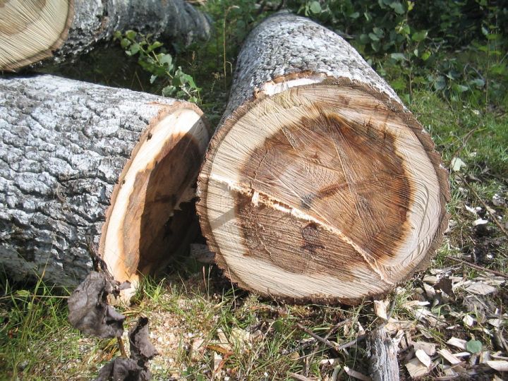 Дърводобив и дървопреработка в Чакаларово Дарис ООД