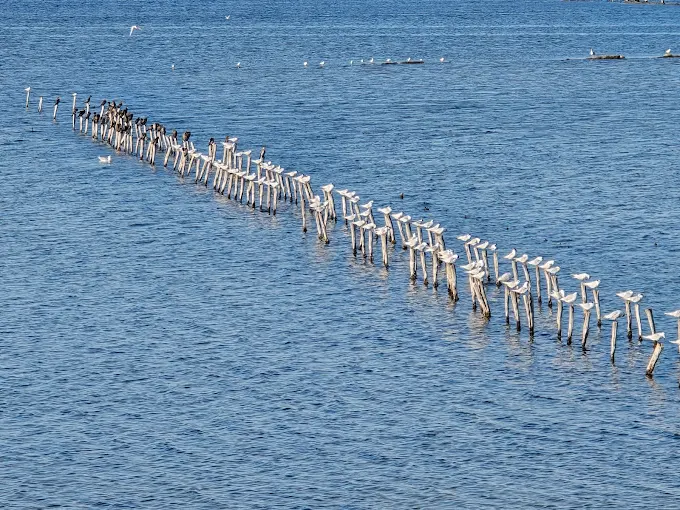 Посетителски Център Поморийско езеро
