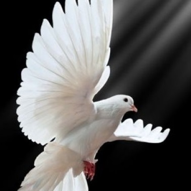 Траурна агенция Срив